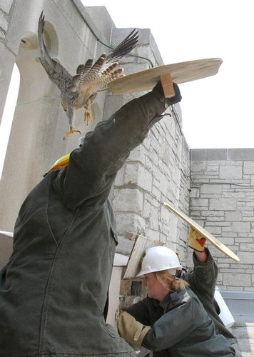 怒る母親のハヤブサ02