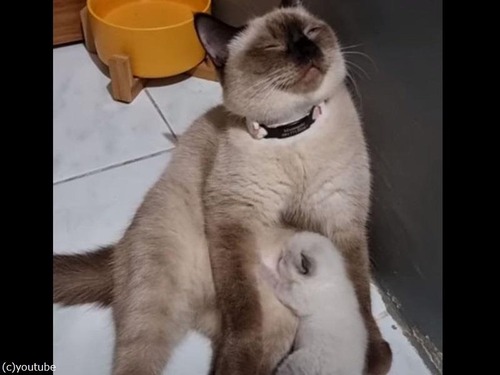 赤ちゃん猫に授乳しながらウトウトするママ猫