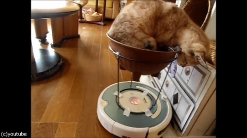ルンバを乗りこなす猫10