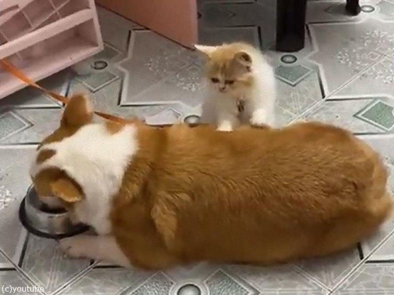 猫 ご飯を食べる犬のおなかをマッサージしてあげる 動画 らばq 猫 ご飯を食べる犬のおなかをマッサージしてあげる 動画 らばq