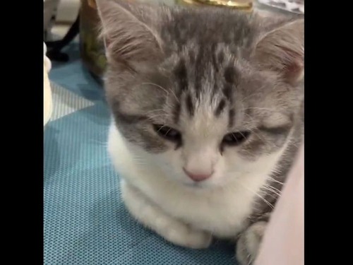 子猫「ウトウトなどしていない！」眠ってなかったアピールをする