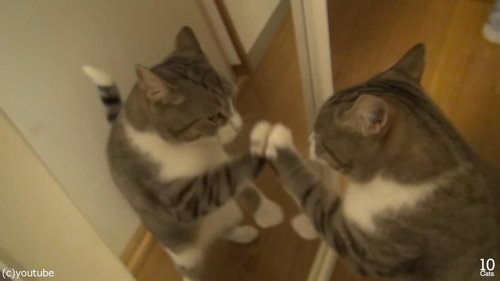 猫10匹と大きな鏡11
