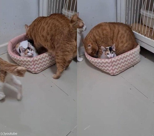 ベッドと大きな猫00