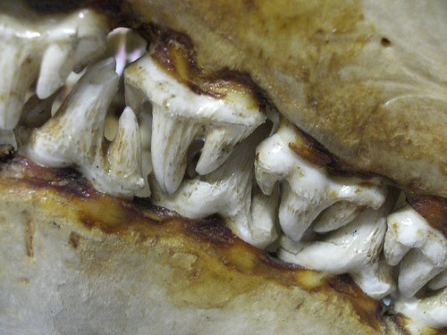 カニクイアザラシ05