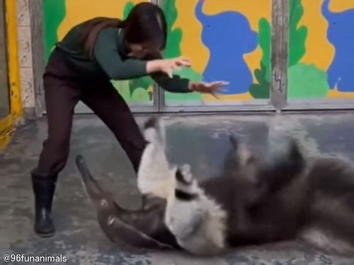 「アリクイって人間と遊ぶと、こんな動物だったんだ…」犬みたいにじゃれ付く