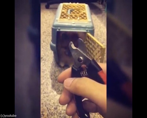 爪切りを見ると隠れるポメ05