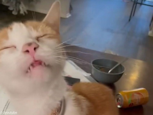 胸のあたりに「舐める」スイッチがある猫（動画）