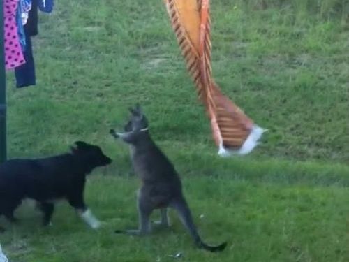 洗濯物とカンガルー03