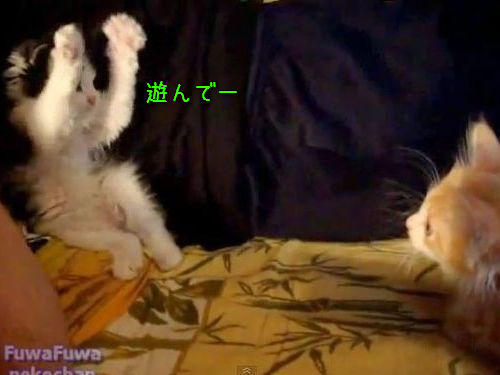 子猫のポーズ00