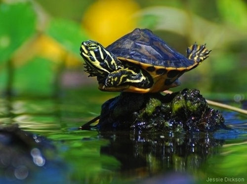 優雅な動物たち12