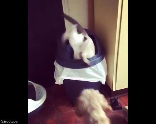 ゴミ箱にハマって出られなくなったドジっ子さん02