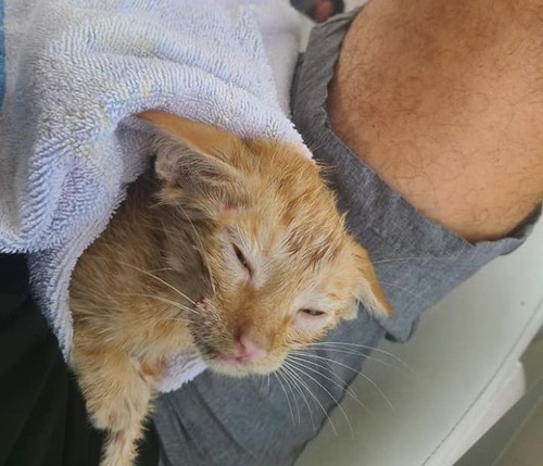 メキシコ湾で溺れていた子猫を救出03