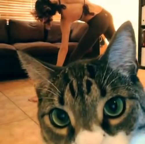 ヨガ撮影中に猫が01