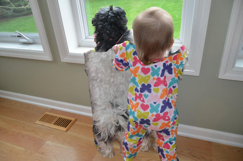 犬と赤ちゃん03