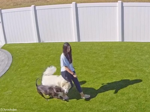 「えっ!?」庭を歩いていた女性が愛犬2匹に後ろから跳ねられる（動画）