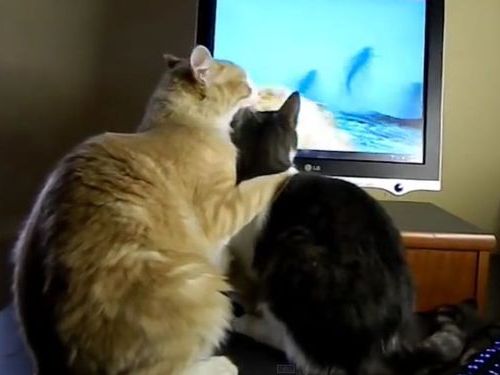 猫のモニタ画面・攻防戦06