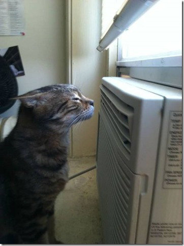 溶けそうに暑い09