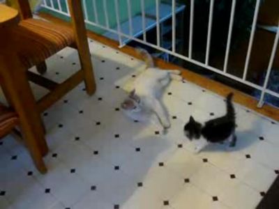 猫の失敗