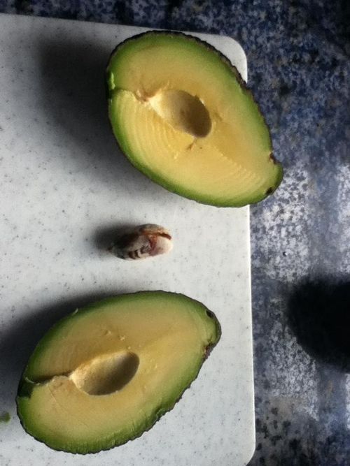 これは悲しい 今夜はアボカド料理にしようと思ったんだけど 慰められていた写真 らばq これは悲しい 今夜はアボカド料理にしようと思ったんだけど 慰められていた写真 らばq