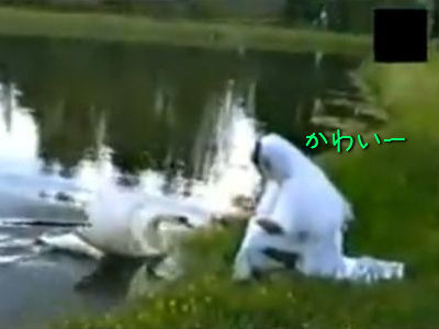 白鳥をなめてはいけない理由