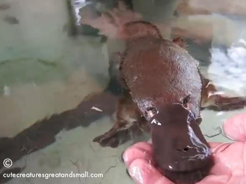 カモノハシってこんなに人懐っこいの 動画 らばq