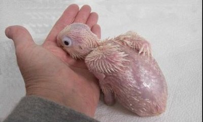 生まれたてのオウム07