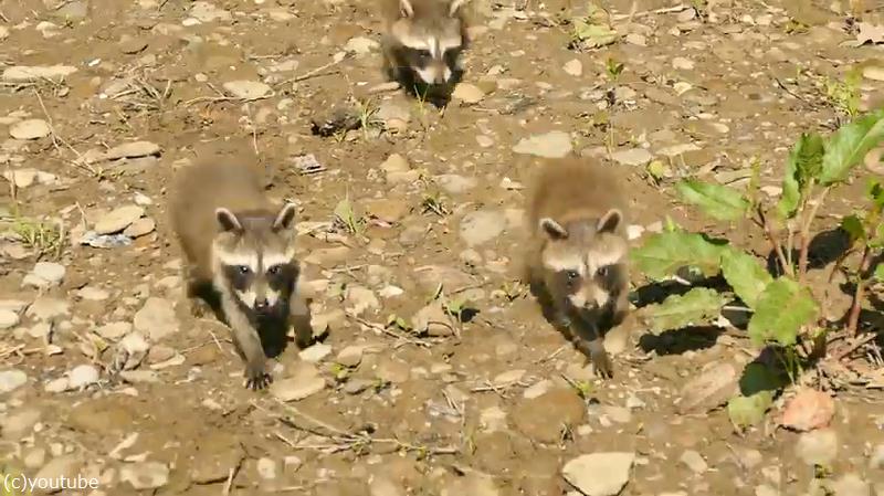 釣りをしていたら アライグマの赤ちゃんが追いかけてきた 動画 らばq 釣りをしていたら アライグマの赤ちゃんが追いかけてきた 動画 らばq