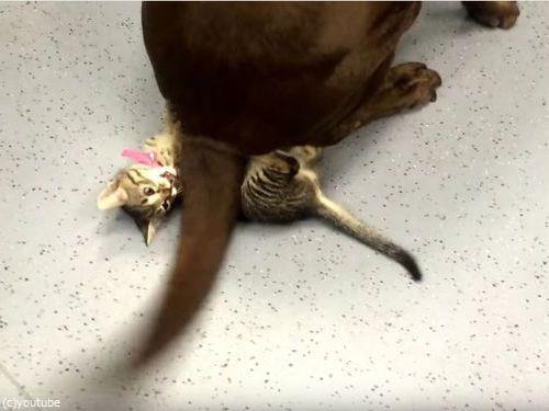 犬のしっぽで遊ぶ子猫04