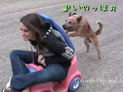 押す犬