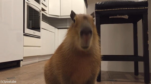 セロリをおいしそうに食べるカピバラ06