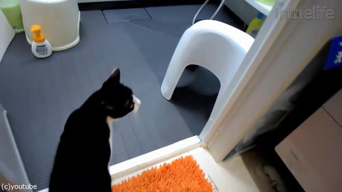 お風呂が大好きな猫01