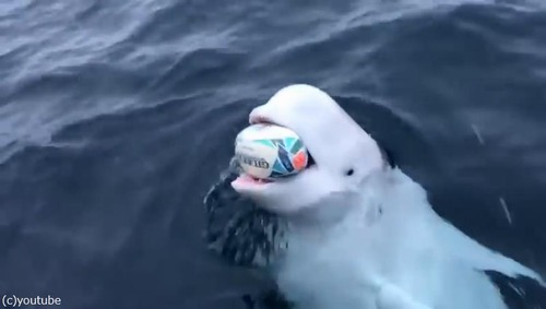 ボール遊びを楽しむシロイルカ03