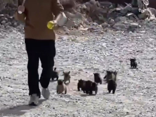 犬は赤ちゃんの頃からボール遊びが大好き…それがよくわかる構図