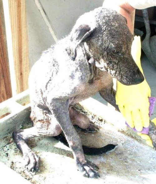 レスキューされた犬05