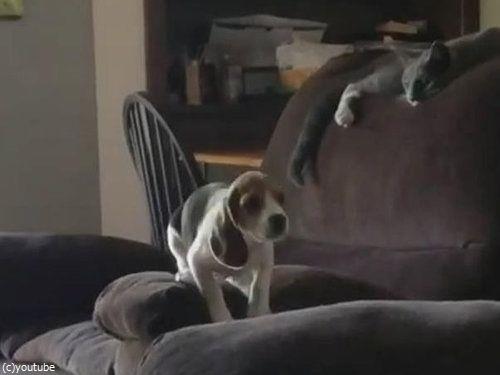 隣のソファーに飛び移ろうとする犬01