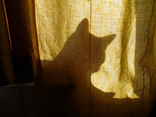 猫が見つかった00