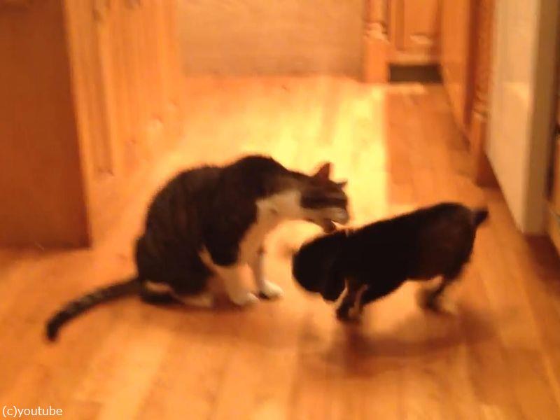遊んでほしい赤ちゃんヤギが 猫に頭突きを仕掛けたら 動画 らばq 遊んでほしい赤ちゃんヤギが 猫に頭突きを仕掛けたら 動画 らばq