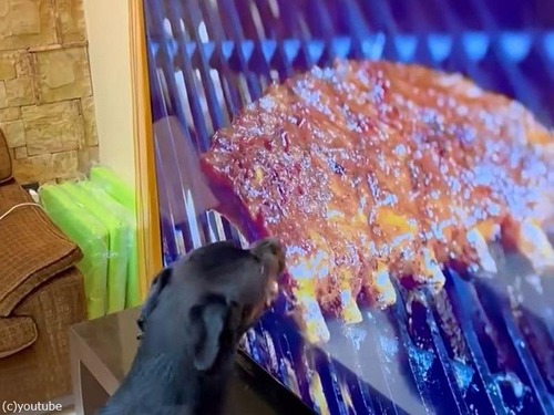 「犬としてそれはどうなの？」テレビに映る特大のお肉に誘惑される（動画）