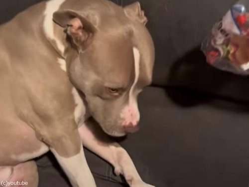 「ショボーン」ハンバーガーのバンズを食べて叱られる犬（動画）