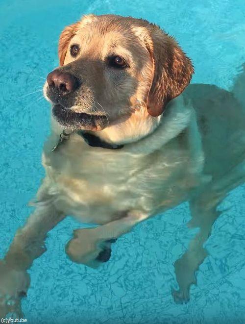プールを必死に泳いでいた犬 底に足がつくことに気づく その結果 動画 らばq プールを必死に泳いでいた犬 底に足がつくことに気づく その結果 動画 らばq
