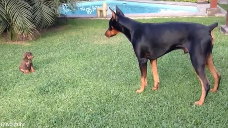 キュートな子犬が 大きなドーベルマンに立ち向かう 動画 らばq キュートな子犬が 大きなドーベルマンに立ち向かう 動画 らばq