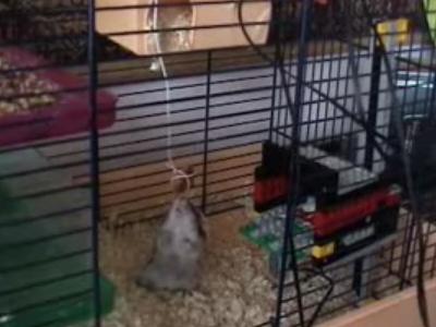 ���δ�ĥ�����礷�����ʤ�򵤤ʥϥॹ����