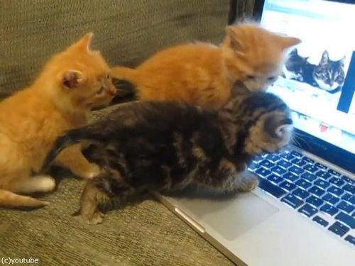 猫動画を見た子猫たち03