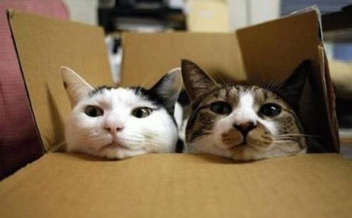 猫は見ている21