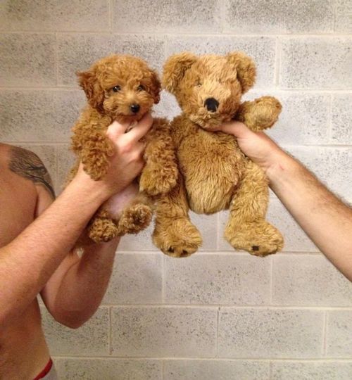 子犬とぬいぐるみ01