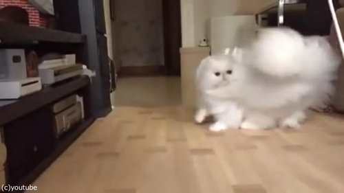 綿毛のような猫03