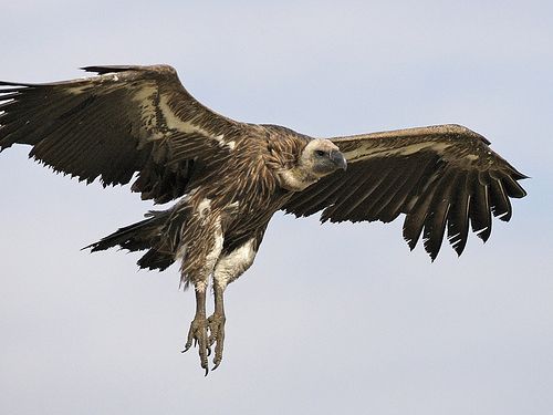 ハゲワシ・レストラン00