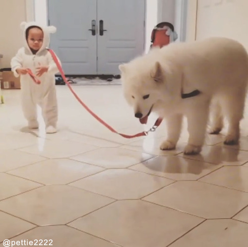可愛すぎてどっちが飼い主かわからない05