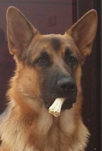 妻の帰りが遅かった時の犬06