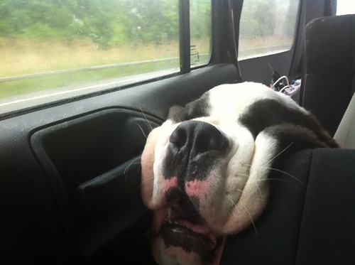 疲れ果てた犬と猫05